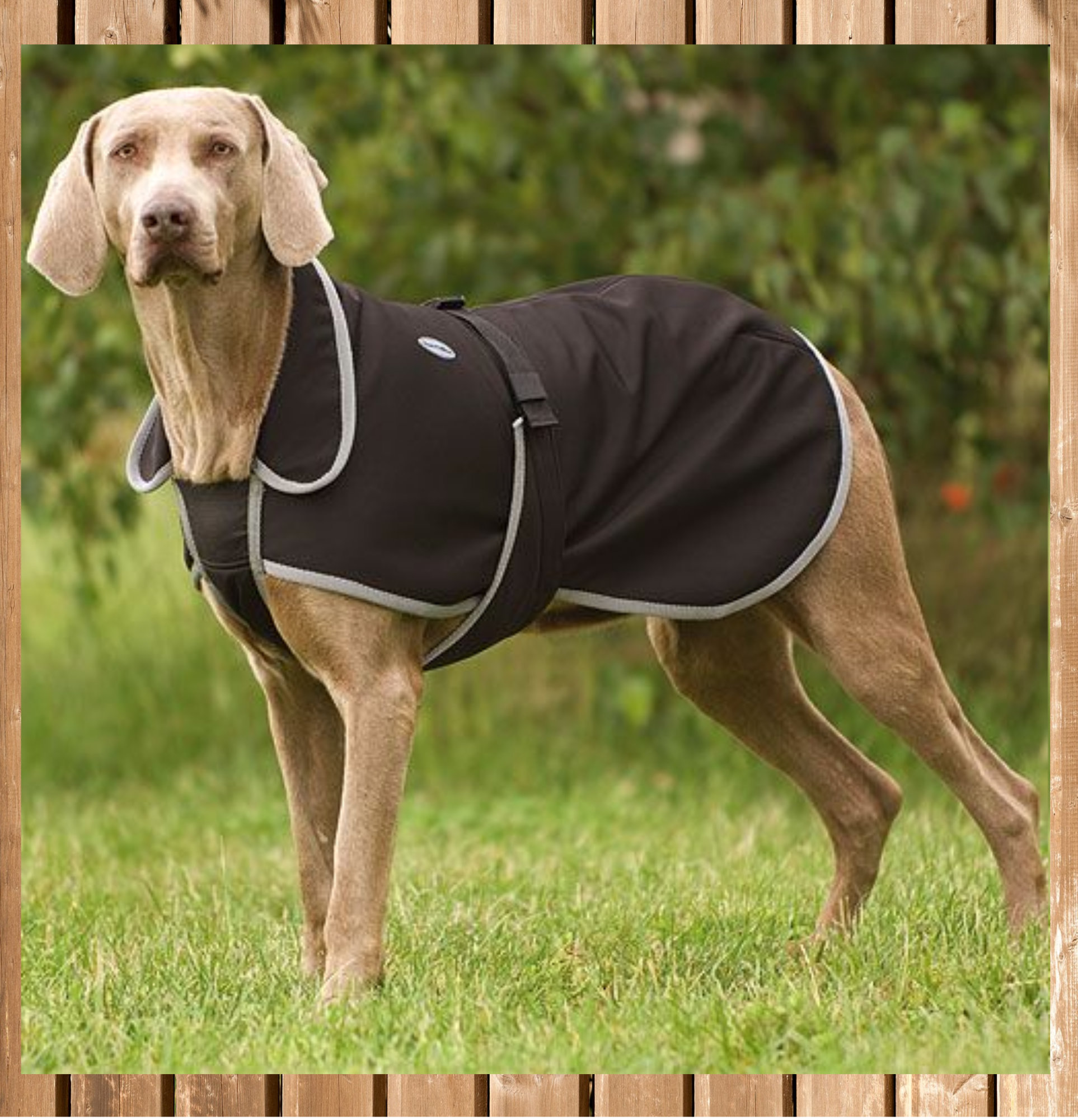 Equi Théme Softshell Hundemantel, Hunde Decke, schwarz